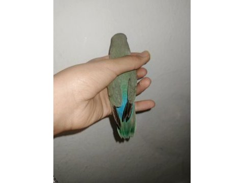 1,5 aylık sevda papağanı