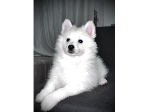 A kalite beyaz pomeranian spitz