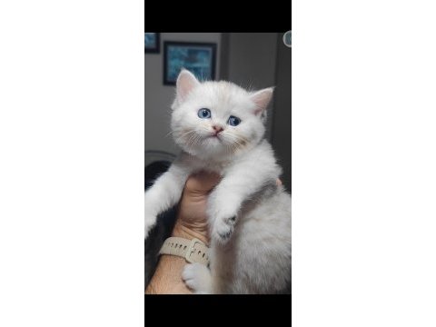 British shorthair kedimiz