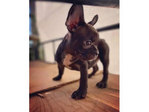 French bulldog - varsa daha iyisi o da annesi