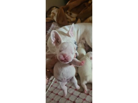 3 haziran doğumlu beyaz mavi göz french bulldog