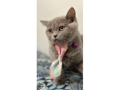 4 aylık dışı british shorthair