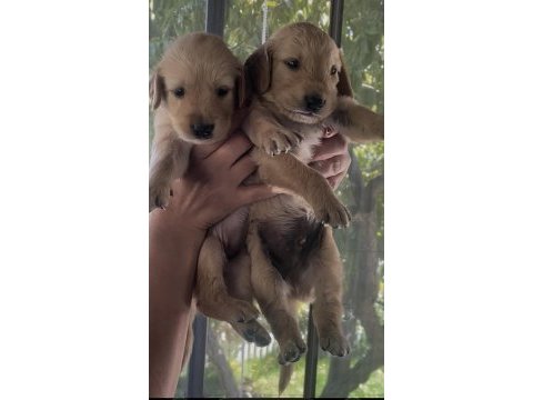 Safkan küt burun iri pati golden retriever yavrularımız