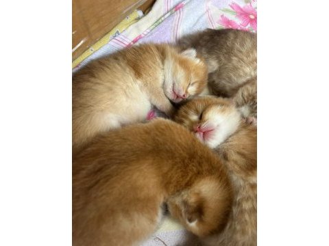 Neslinin en iyisi golden ny12 british shorthair yavrular