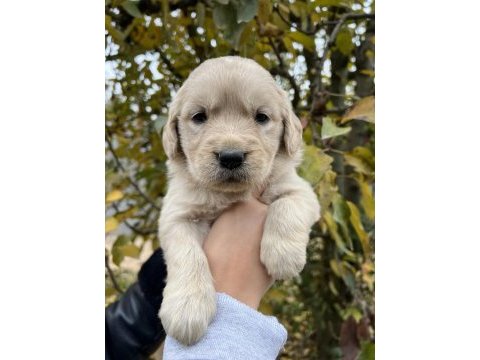 Bebek yüzlü golden retriever yavrular