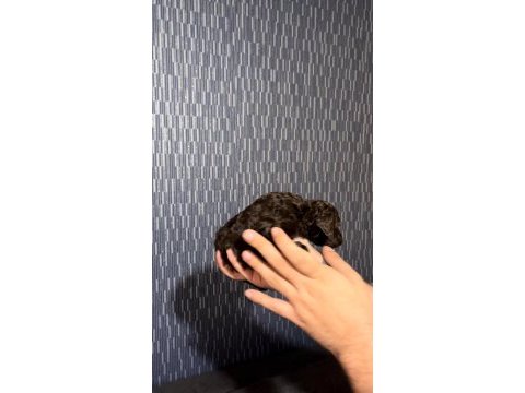 Çikolata poodle bebeğimiz