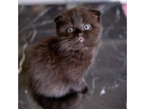 Scottish fold dünyalar tatlısı