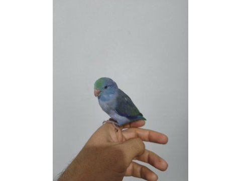 Yavru forpus papağanı