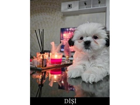 Shih tzu safkan dişi-erkek 2 aylık yavrularımız