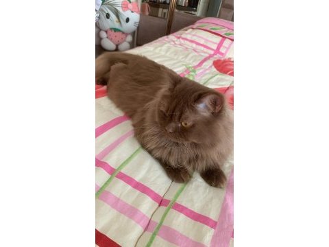 Cinnemon longhair kedimiz