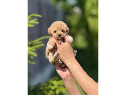 Minnak maltipoo yavrularım ye yuva arıyorum