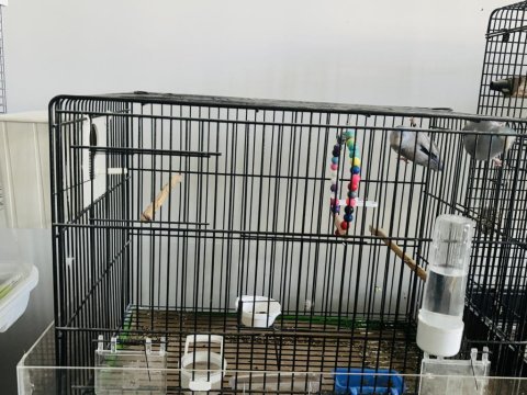 Forpus takım (blue fallow, pied)