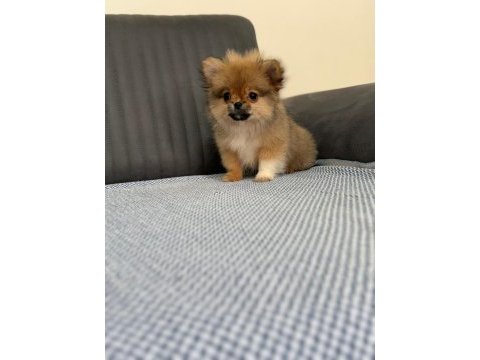 Pomerian bebekler yuvasını arıyorr