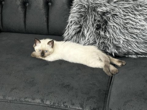 2,5 aylık erkek scottish fold