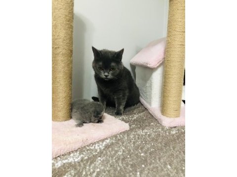 Kızımız british shorthair