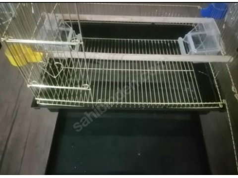 3-6 aylık, erkek sultan papağanı ve kafesi