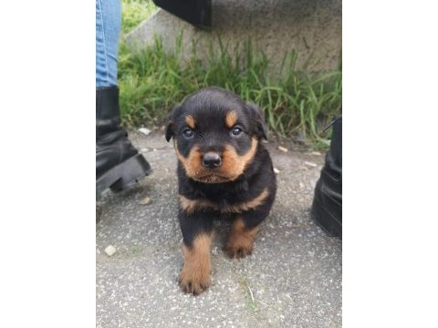 Sağlam kan hatlı rottweiler yavrular