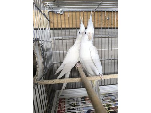 Albino takım sultan papağanı