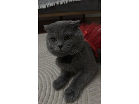 Scottish fold kedimi ücretsiz sahiplendirmek