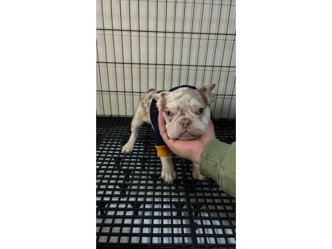 Özel renk nadir french bulldog yavrular