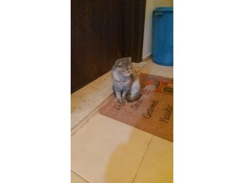 Sokağa atılan kediye yuva olalım