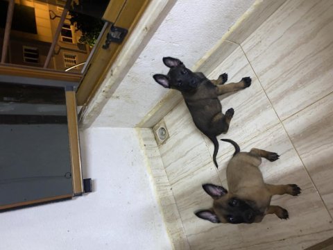 Kalite yavru malinois arayanlara dişi