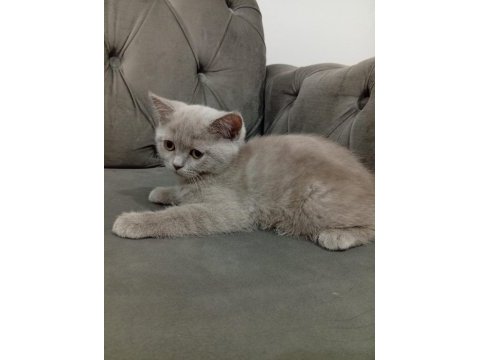 2.5 aylık dişi british shorthair
