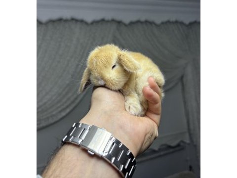 Safkan cüce mini lop ve hollanda lop tavşan gönderim var