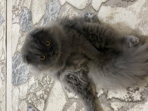 Yavrumun yavrusu british longhair