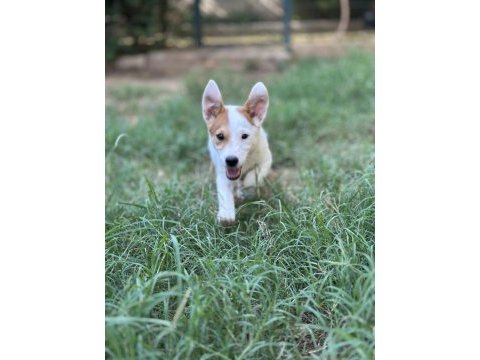 3 aylık safkan erkek jack russell