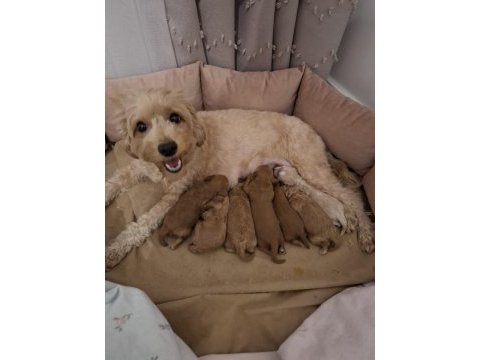 Fırsat yavruları bebek yüzlü maltipoo poodle ayarında