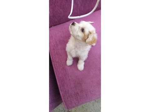 Maltese terrier 2 aylık yavrumuz
