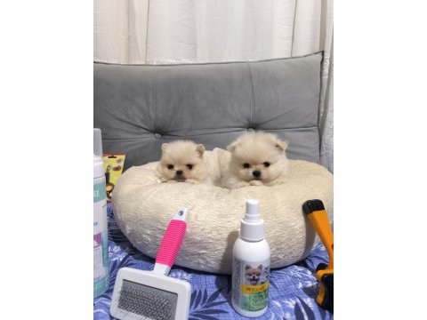 Üst düzey mini pomeranian bebeklerimiz