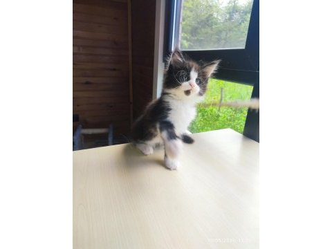 Tüm aşı ve belgeler ile eksiksiz kayıtlı şecereli maine coon