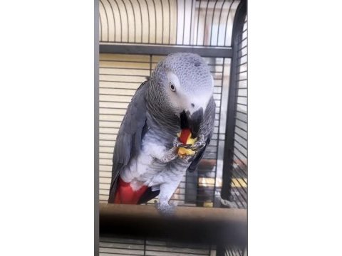 Evcil konuşan jako papağanı ev ortamında büyümüş