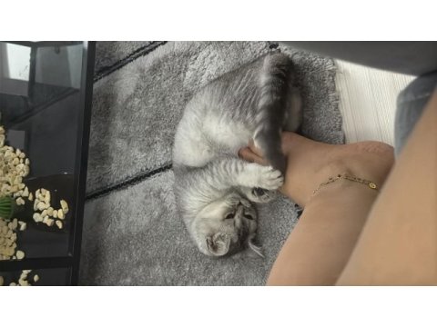 Sevimli tatlı oyun delisi british shorthair