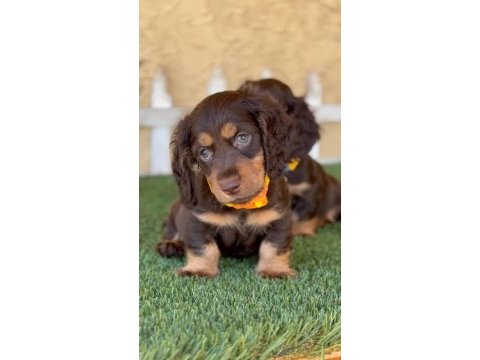Chocolate and tan long hair dacshund bebeklerimiz