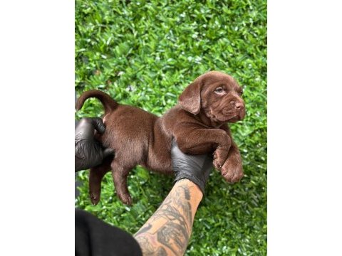 Ruhsatlı çiftlikten a kan labrador yavruları