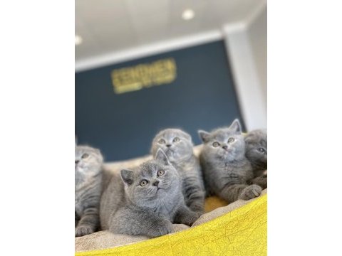 Scottısh fold yavruları ankara magazamızda canlı görün