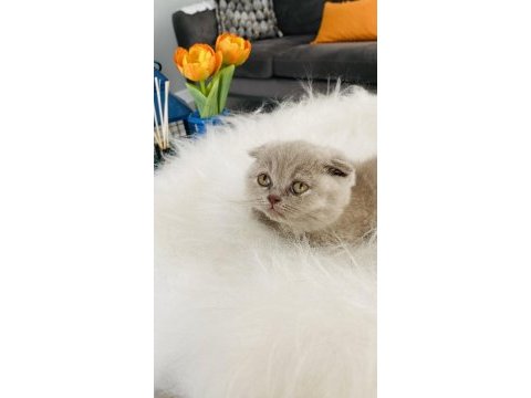 Güzeller güzeli scottish fold mia