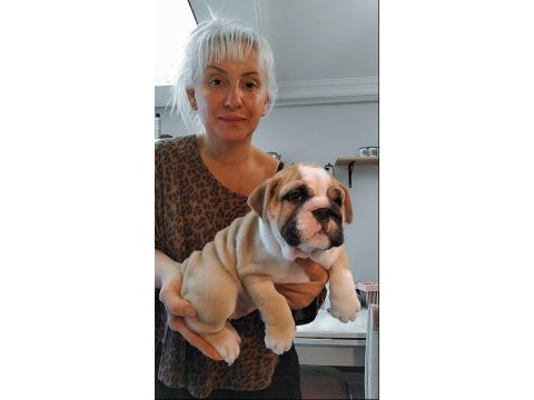 Orijinal ırk ıngılız bulldog yavrularımız