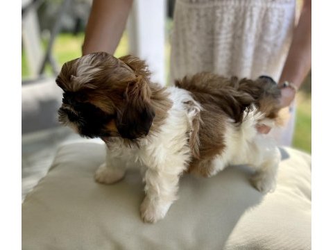 Anne altından saf kan shih tzu yavrular