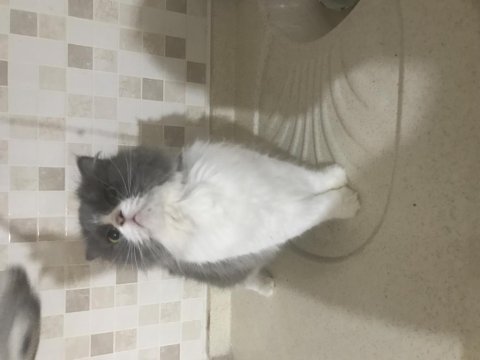 British longhair güzel kızımıza yuva arıyoruz