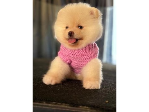 Tatlı pomeranian boo yavru