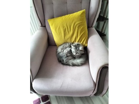 Sahiplendirilecek 3 yaşında kedimiz