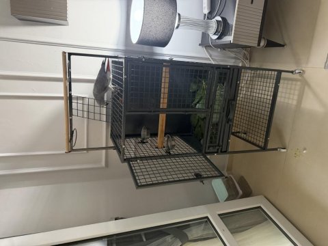Full evcil 10 aylık el besleme yavru jako papağanı
