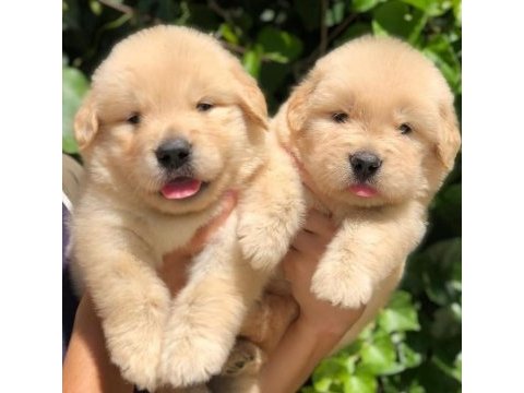 Golden retriever puppies