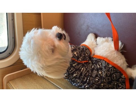 Maltese terrier 8 aylık