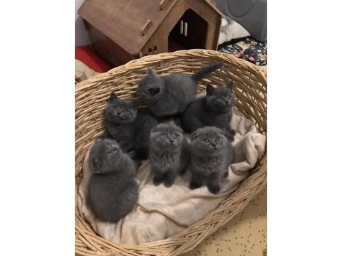 Show kalite british shorthair bebekler