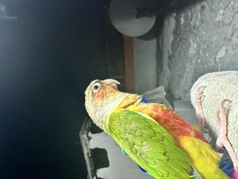 1 yaşında konur papağanı